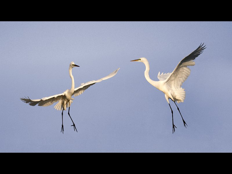 1081 - dancing egrets - TOFT David - england.jpg